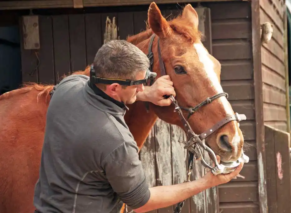 equine therapy