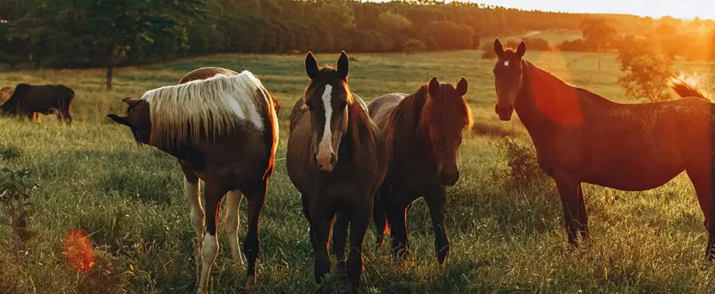 horses