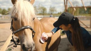 Female grooming the horse as part of equine therapy in addiction recovery