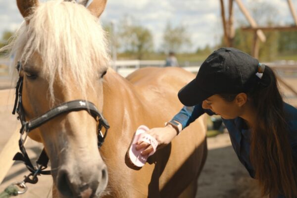 Female grooming the horse as part of equine therapy in addiction recovery